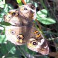 Junonia coenia