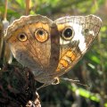Junonia coenia