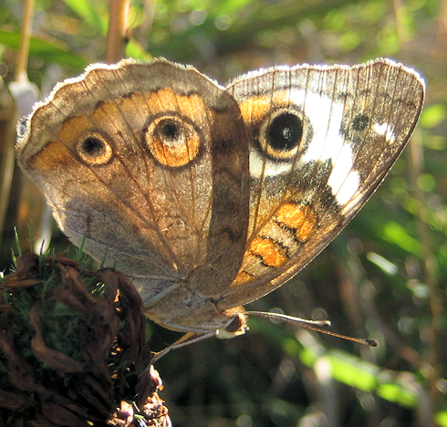 Junonia coenia (Common Buckeye)