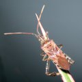 Leptoglossus occidentalis