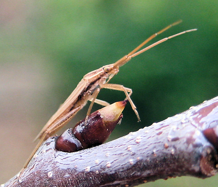 Order Hemiptera (True Bugs, Hoppers, Aphids, and Allies)