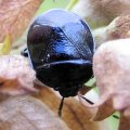 Sehirus cinctus