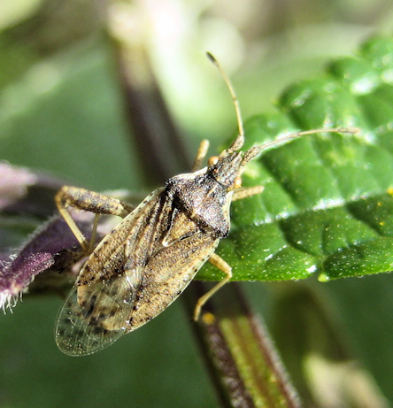Harmostes reflexulus