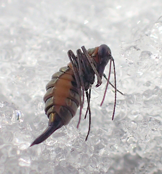 Boreus brumalis (Mid-winter Boreus)