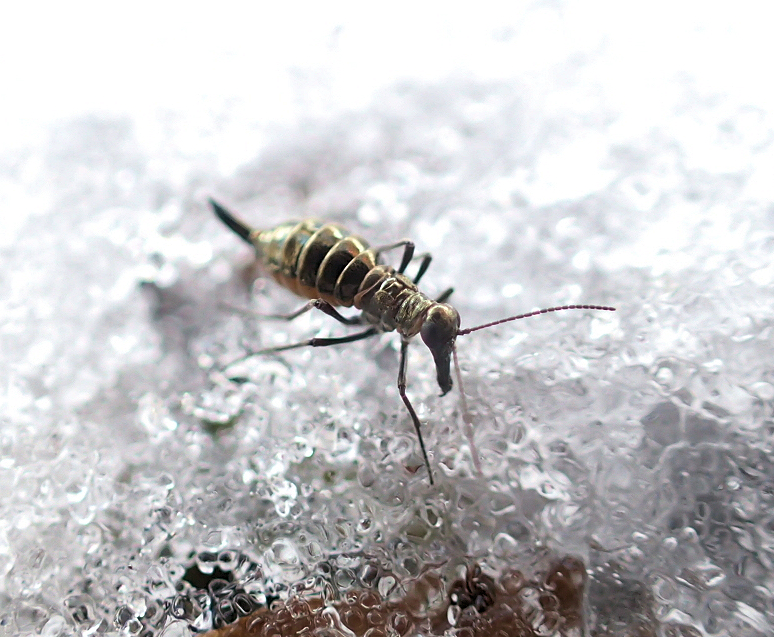 Boreus brumalis (Mid-winter Boreus)