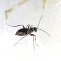 Cynipidae