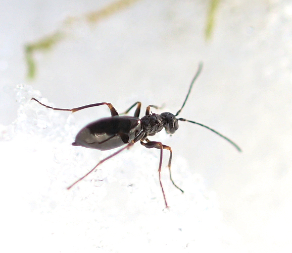 Family Cynipidae (Gall Wasps)