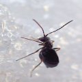 Cynipidae