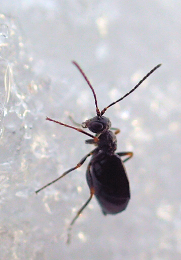 Family Cynipidae (Gall Wasps)