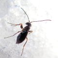 Cynipidae
