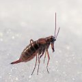 Boreus nivoriundus