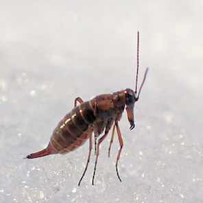 Boreus nivoriundus (Snow-born Boreus)