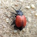 Tricrania sanguinipennis