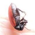 Tricrania sanguinipennis