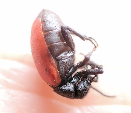 Tricrania sanguinipennis (Blood-winged Blister Beetle)