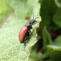 Tricrania sanguinipennis