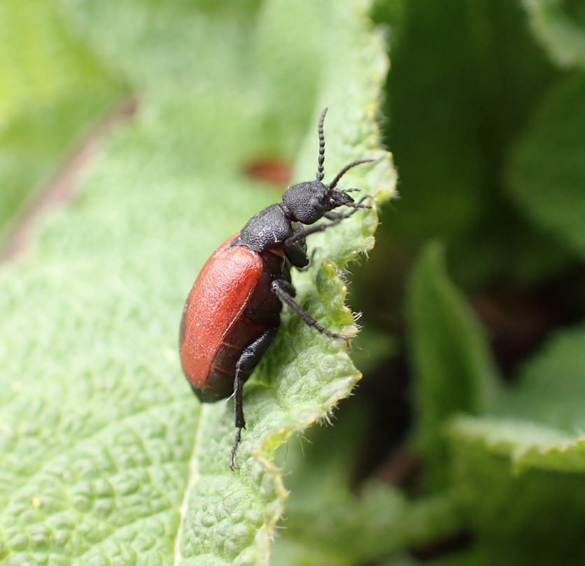 Tricrania sanguinipennis (Blood-winged Blister Beetle)