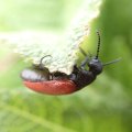 Tricrania sanguinipennis