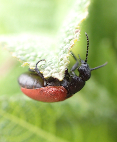 Tricrania sanguinipennis (Blood-winged Blister Beetle)