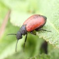 Tricrania sanguinipennis