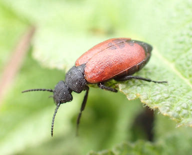 Tricrania sanguinipennis (Blood-winged Blister Beetle)