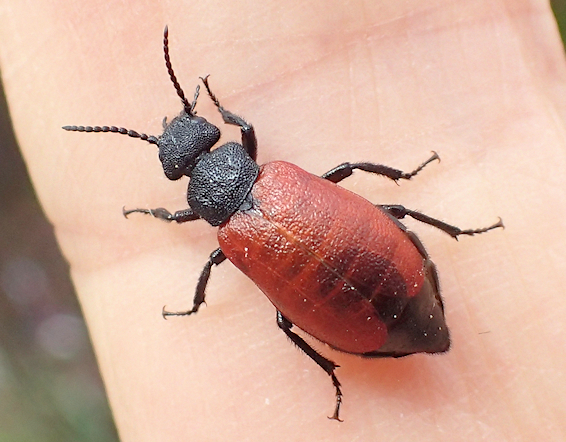 Tricrania sanguinipennis (Blood-winged Blister Beetle)