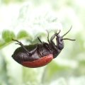 Tricrania sanguinipennis