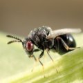 Eurytoma obtusiventris