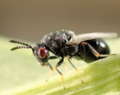 Eurytoma obtusiventris