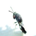 Eurytoma obtusiventris