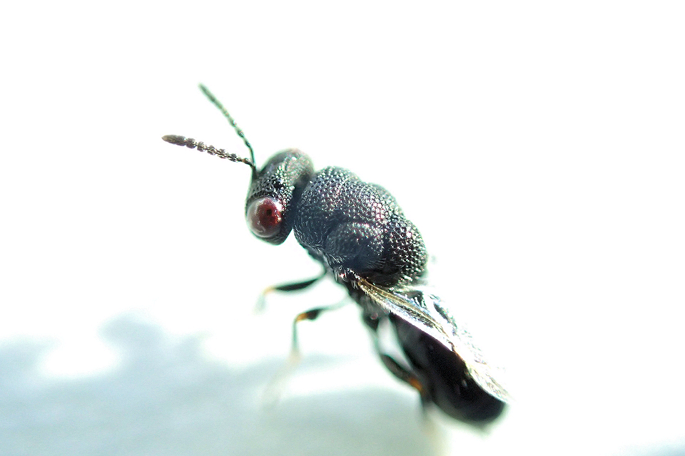 Eurytoma obtusiventris