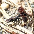 Pompilidae