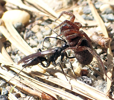 Family Pompilidae (Spider-hunting Wasps)