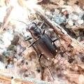 Cicindela scutellaris