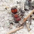 Mutillidae