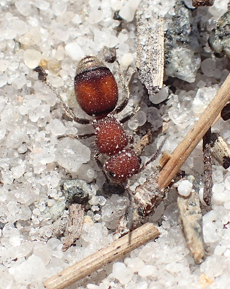 Family Mutillidae (Velvet Ants)