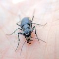 Cicindela scutellaris