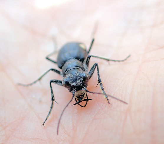 Cicindela scutellaris (Festive Tiger Beetle)