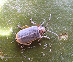 Galerucella nymphaeae (Waterlily Leaf Beetle)