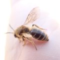 Colletes