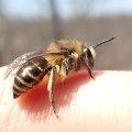Colletes
