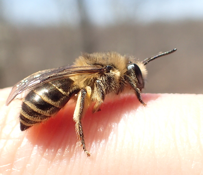Genus Colletes (Cellophane Bees)