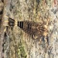 Ephemeroptera