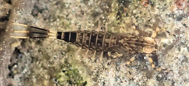 Order Ephemeroptera (Mayflies)