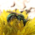 Halictidae