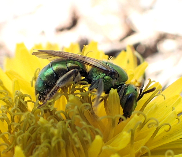 Family Halictidae (Sweat Bees)
