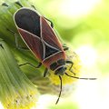 Neacoryphus bicrucis