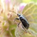 Sehirus cinctus
