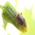 Lygus lineolaris