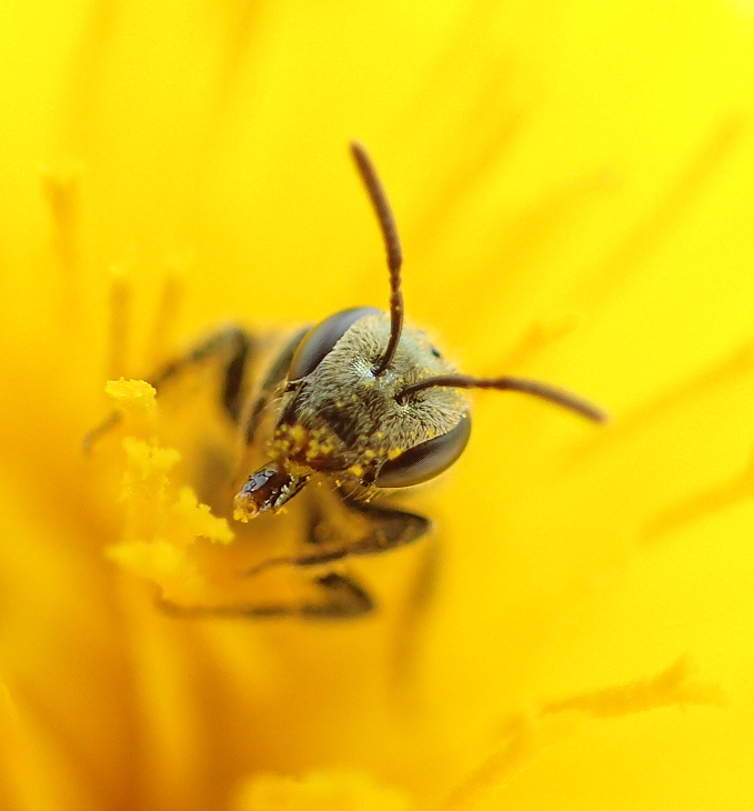 Epifamily Anthophila (Bees)